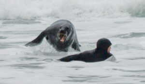 aggressive sea lion chasing surfer