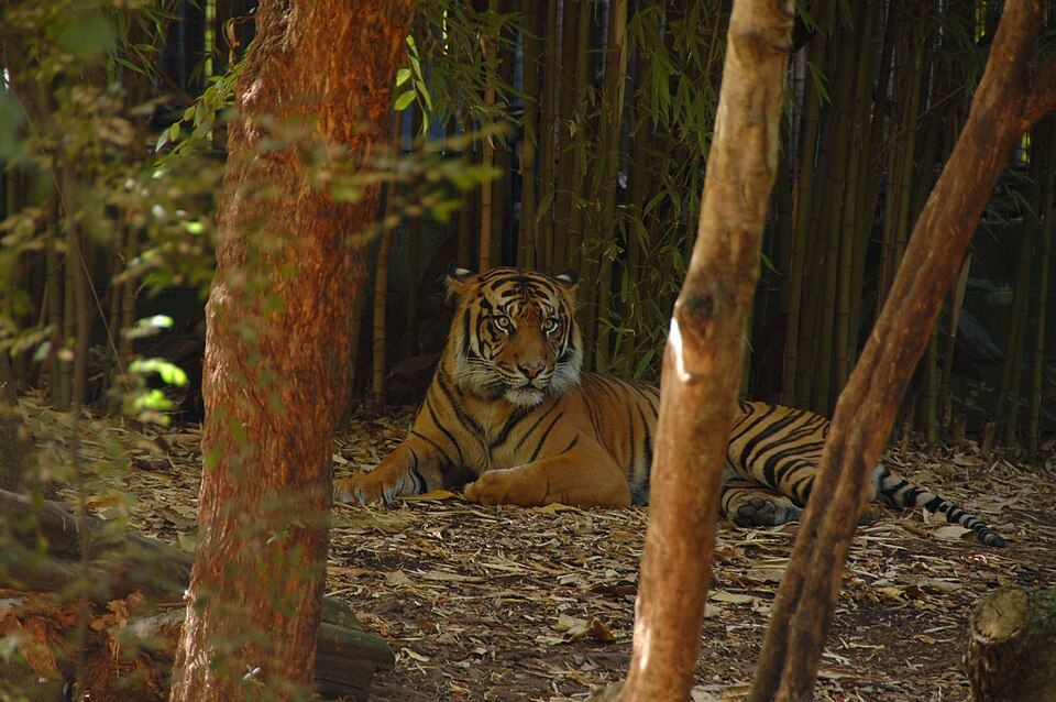 A tiger laying down