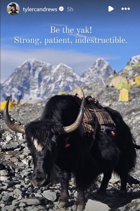 A yak in the Khumbu. 