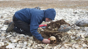 scientist examines skull in ground