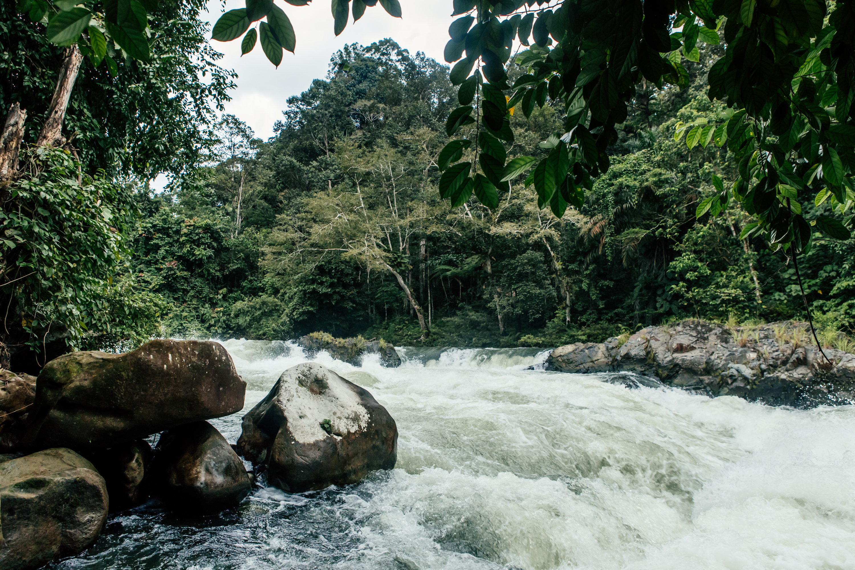 A whitewater rapid through the jungle