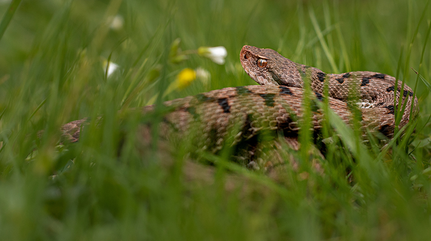 snake in the grass