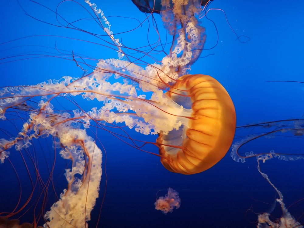 A close up shot of a jellyfish