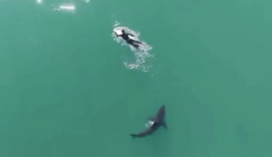 shark circling surfer