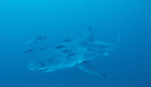 a great white shark and several small fish nearby
