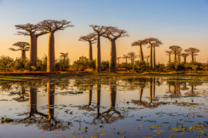 Baobab trees at sunset