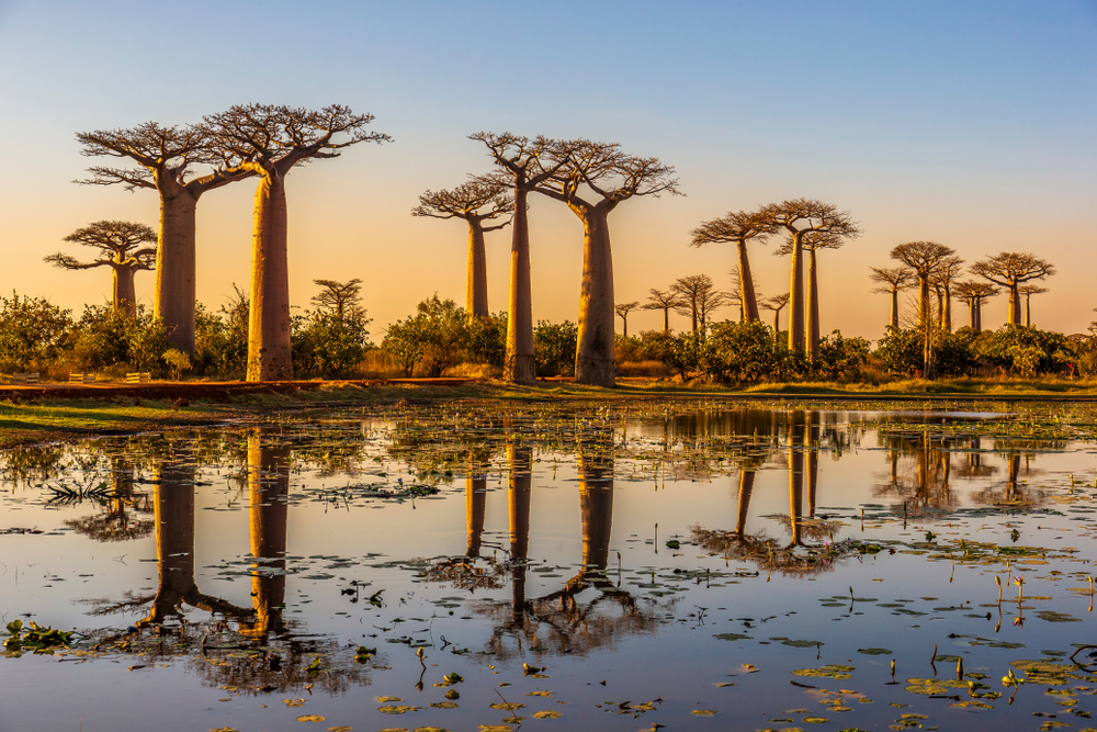 Baobab trees at sunset