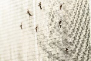 Mosquitoes on a net.