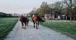 Stef Gebbie and her horses while crossing Canada.