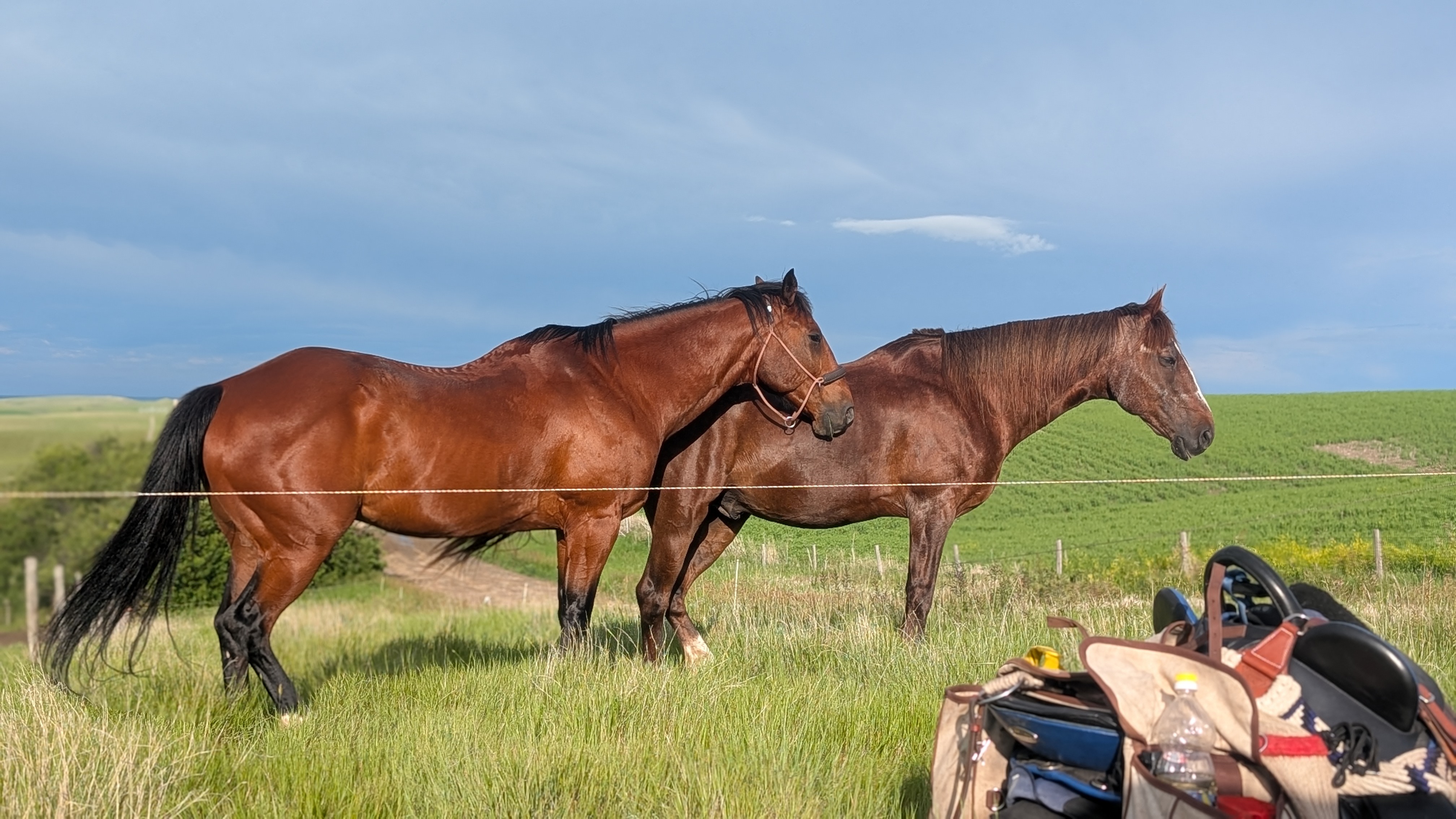 Stef Gebbie's two horses