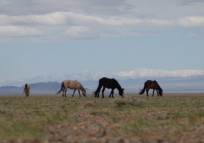 Across Mongolia By Kite Buggy