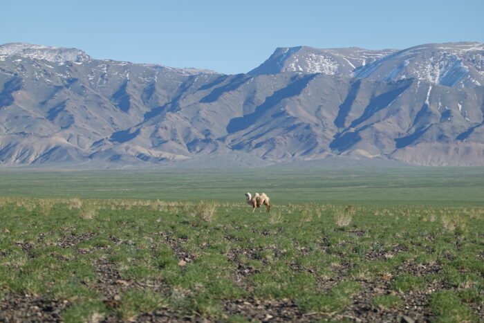 Across Mongolia By Kite Buggy
