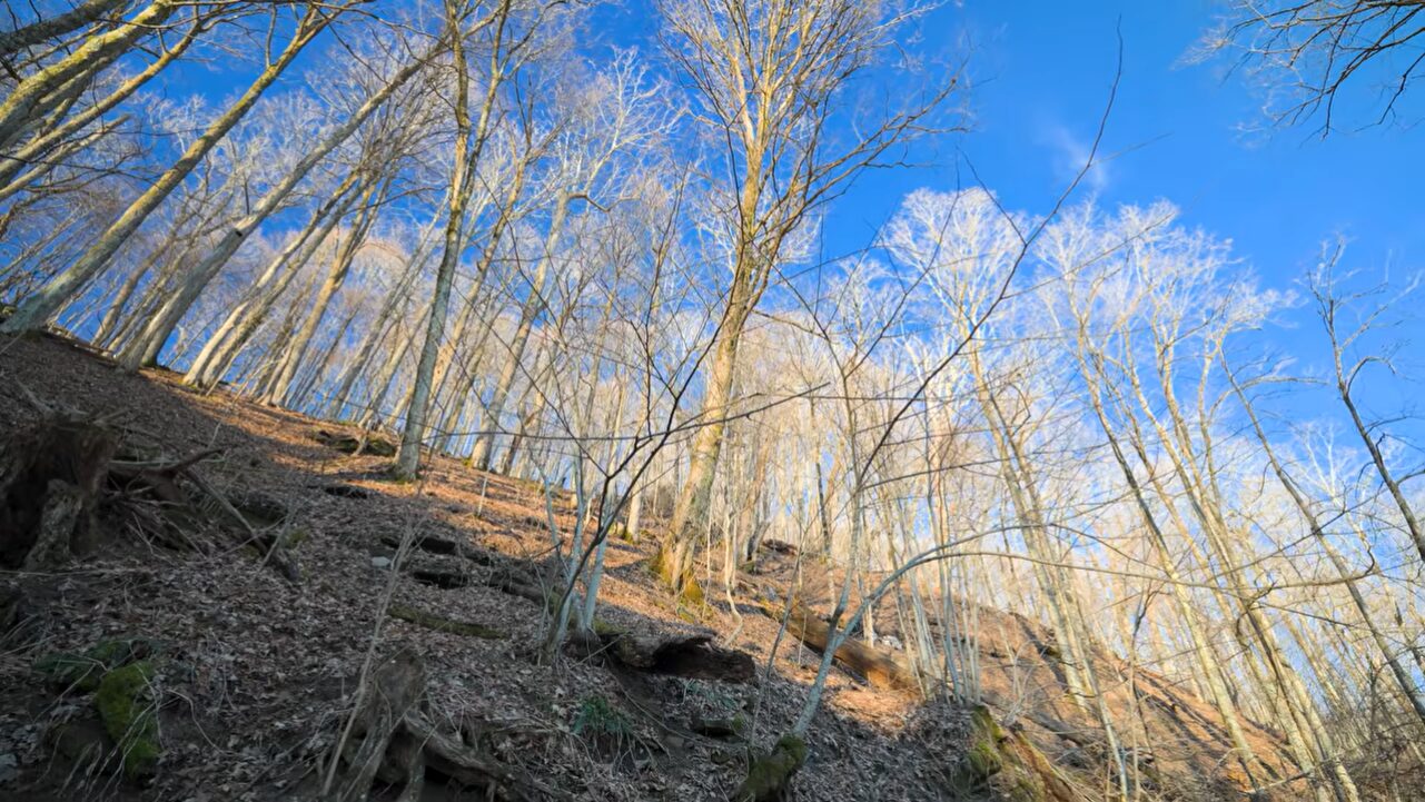 A steep, tree-covered slope