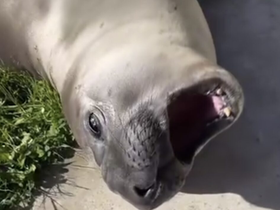 elephant seal with mouth open