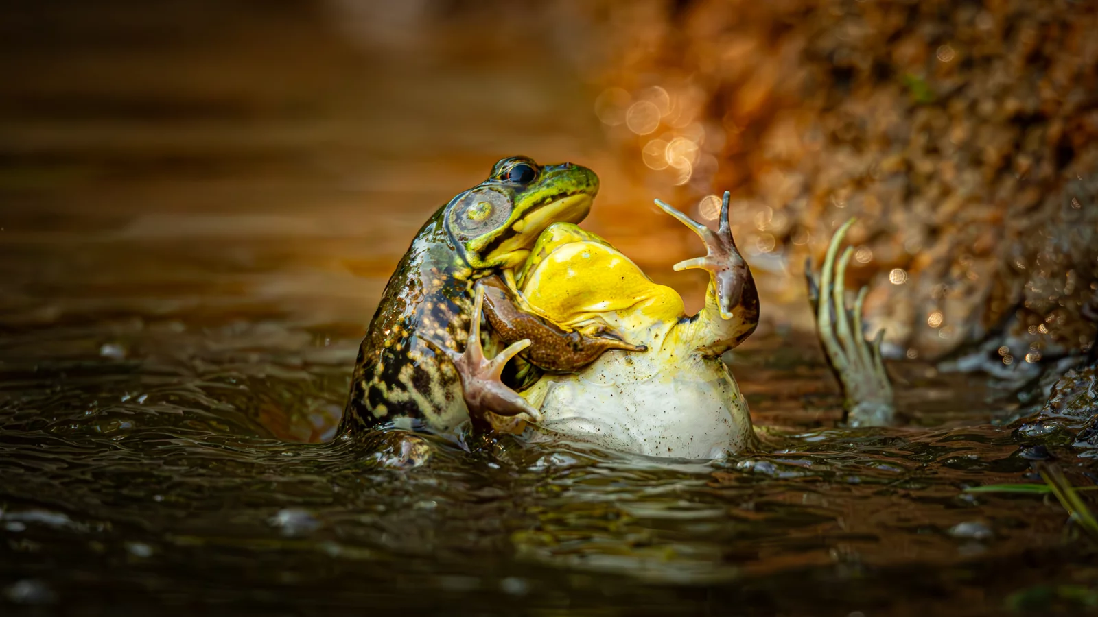Two frogs grappling 