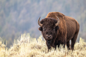 bison