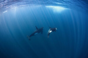 two orcas underwater