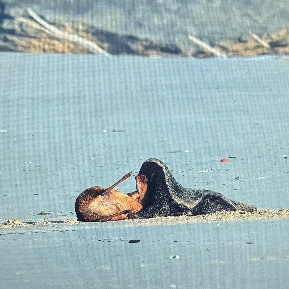 A honey badger attacking a grysbok