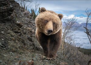 A grizzly bear walks towards the camera in the mountains near Haines Junction, Yukon.