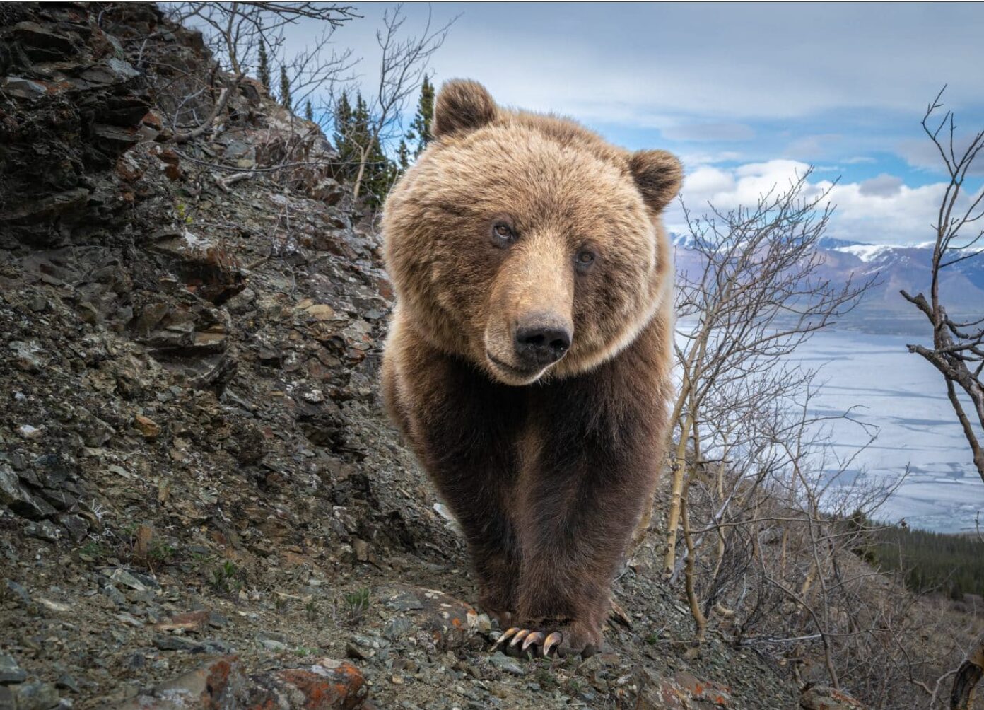 A grizzly bear walks towards the camera in the mountains near Haines Junction, Yukon.