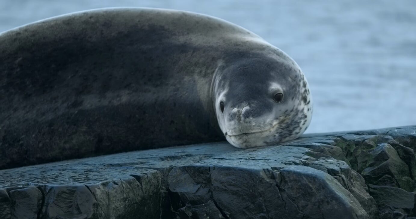 A delightful leopard seal