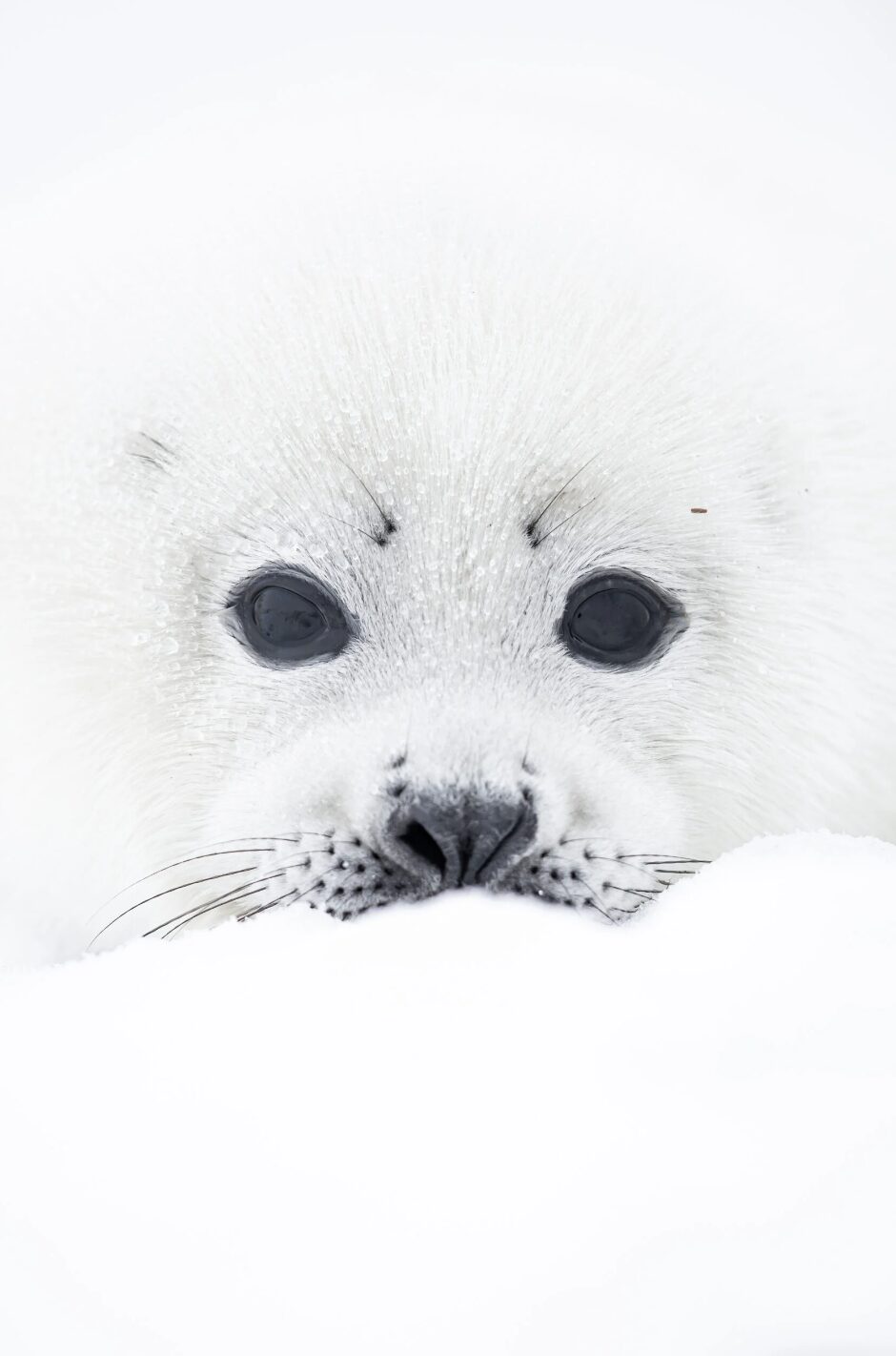 A close up of a white harp seal pup blending into the snow and ice on Newfoundland’s Ingornachoix Bay. Photo: David Sturge/CWPY26
