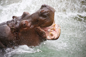hippo exploding out of the water