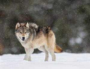 wolf in snow