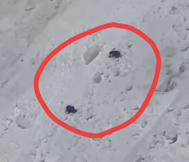 two small dark bodies lying on a sttep snow slope