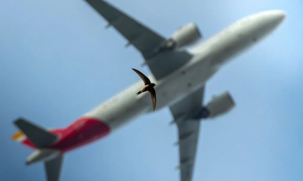 A swift in flight, airplane overhead