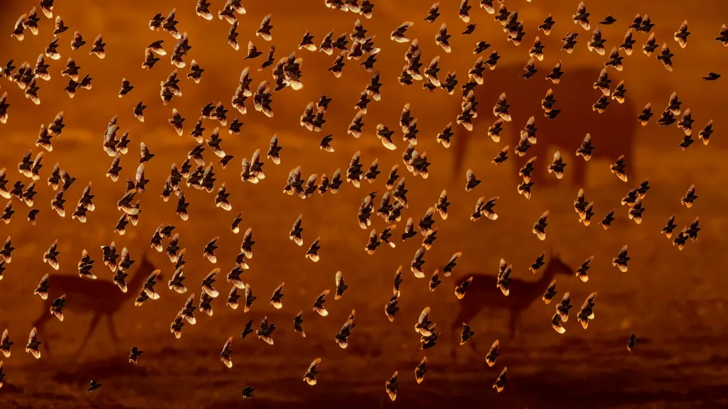 A flock of birds in flight at sunset