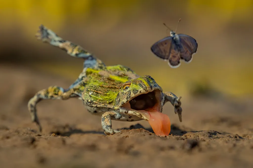 A frog chasing a butterfly