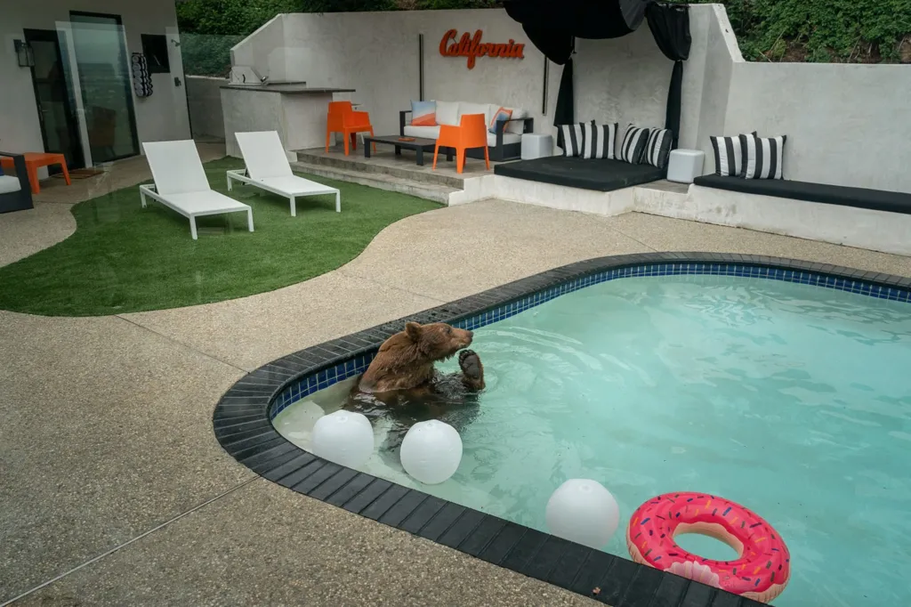 A black bear lounging in a swimming pool