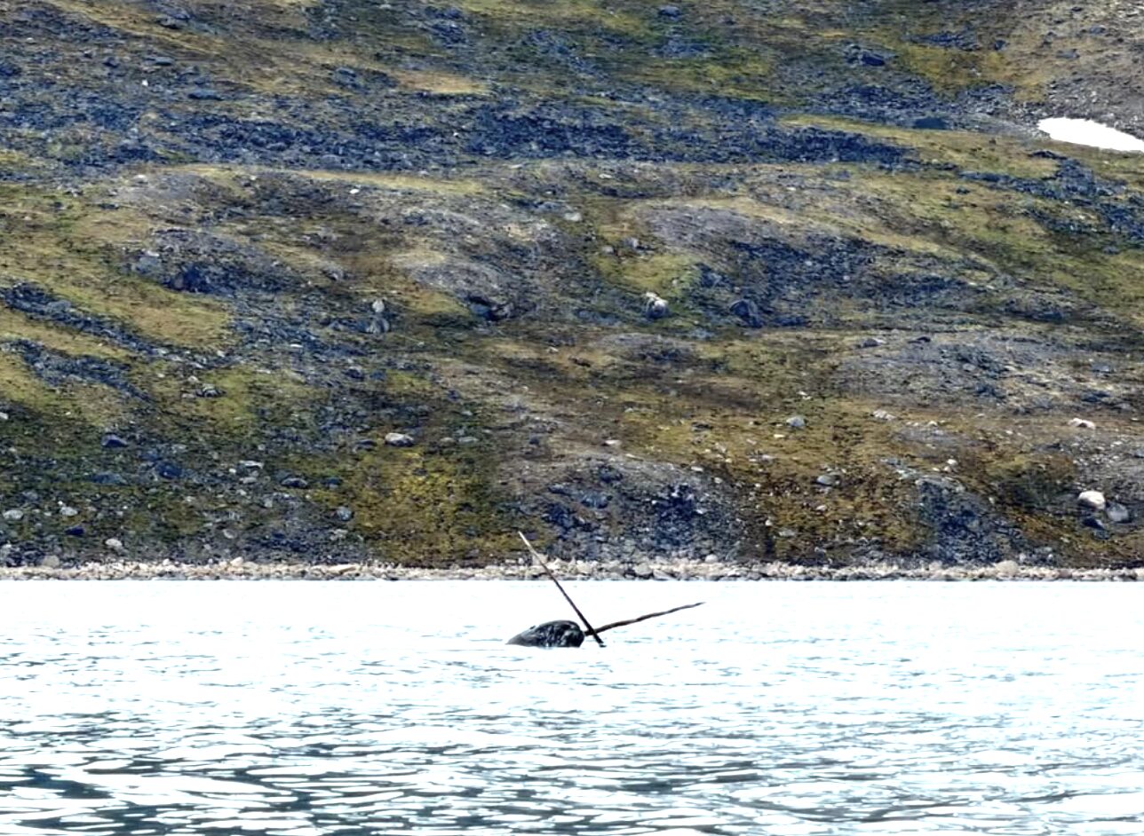 Narwhals