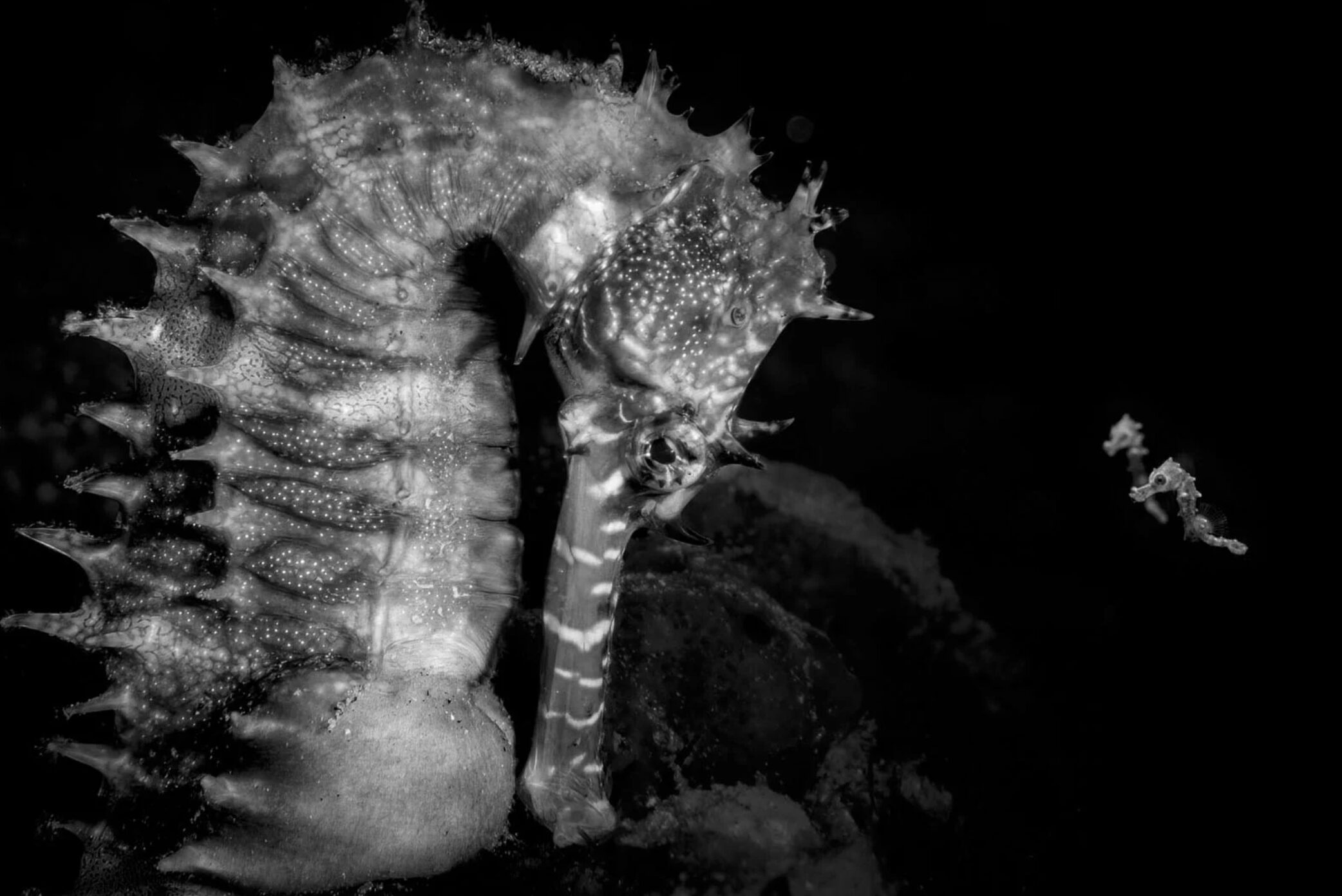 Here are the Winners of the 2026 Ocean Photographer of the Year 