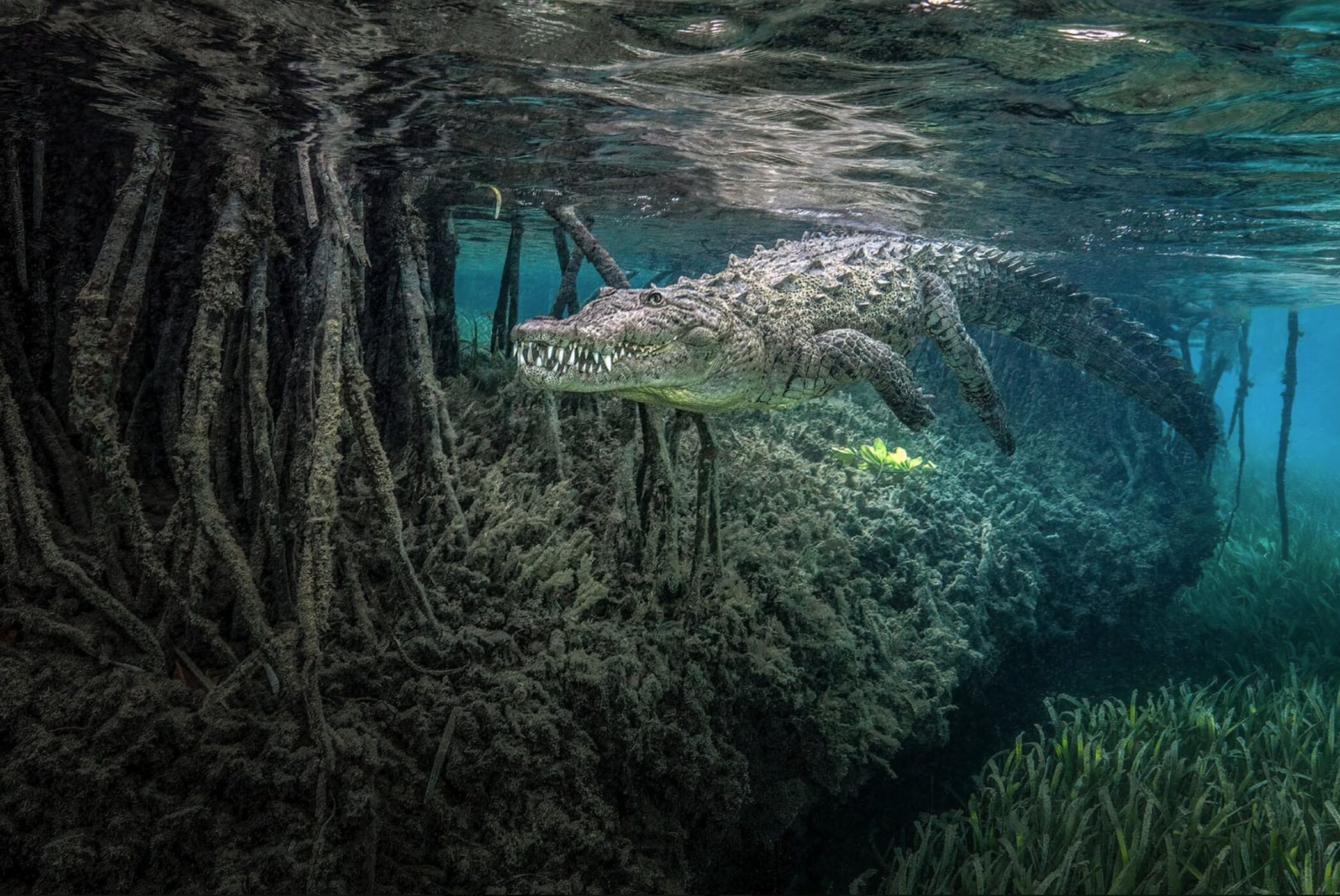 An American crocodile swimming amongst mangroves