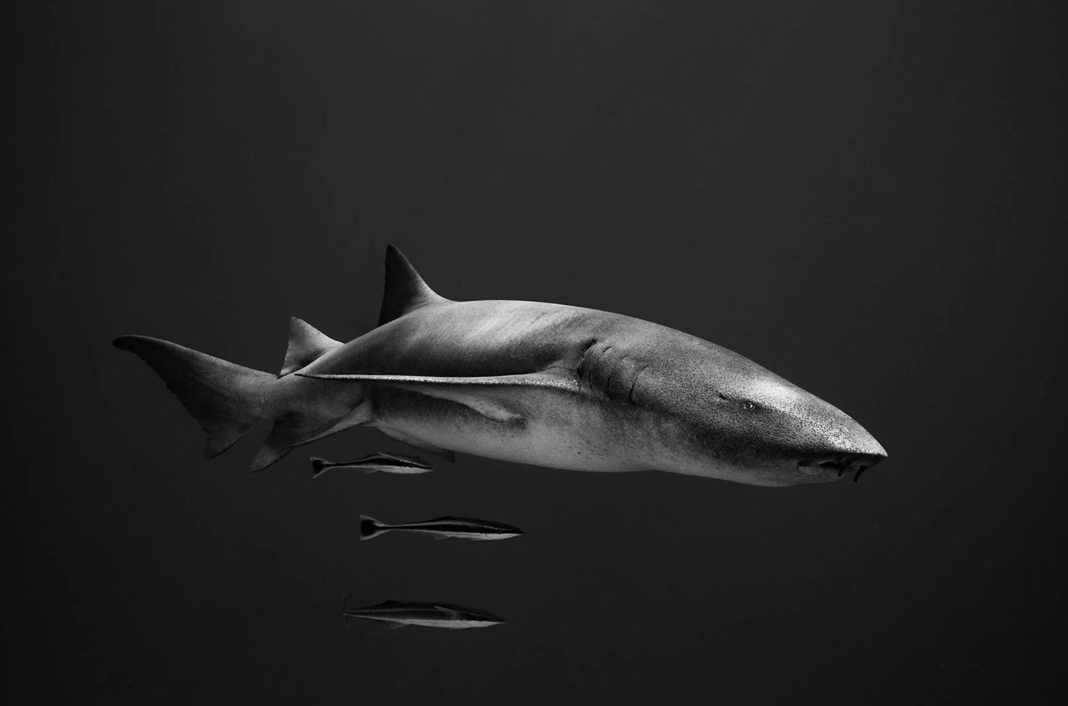A black and white image of a nurse shark swimming alongside remoras.