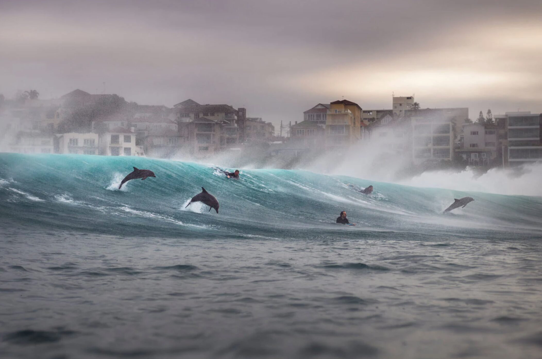 Dolphins surf a wave alongside humans 