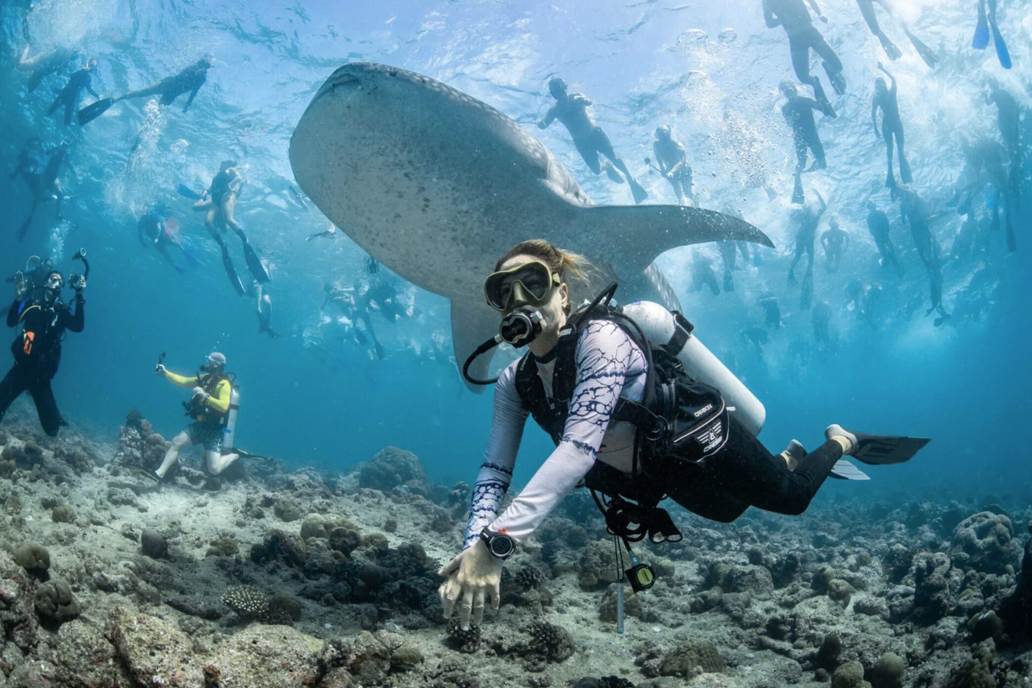 A whale shark is surrounded by tourists in the ocean