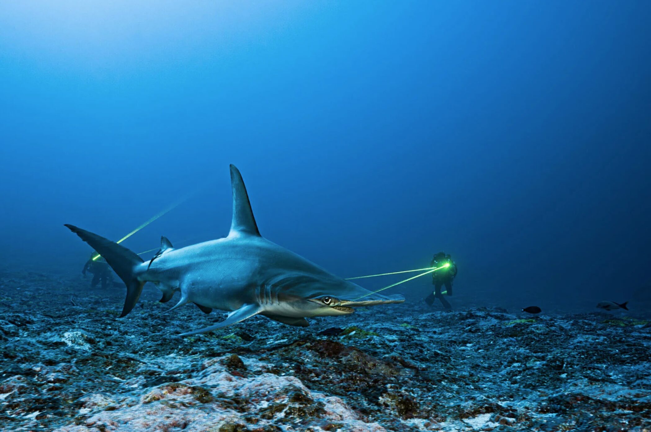 Researchers take measurements of a hammerhead shark underwater using laser technology