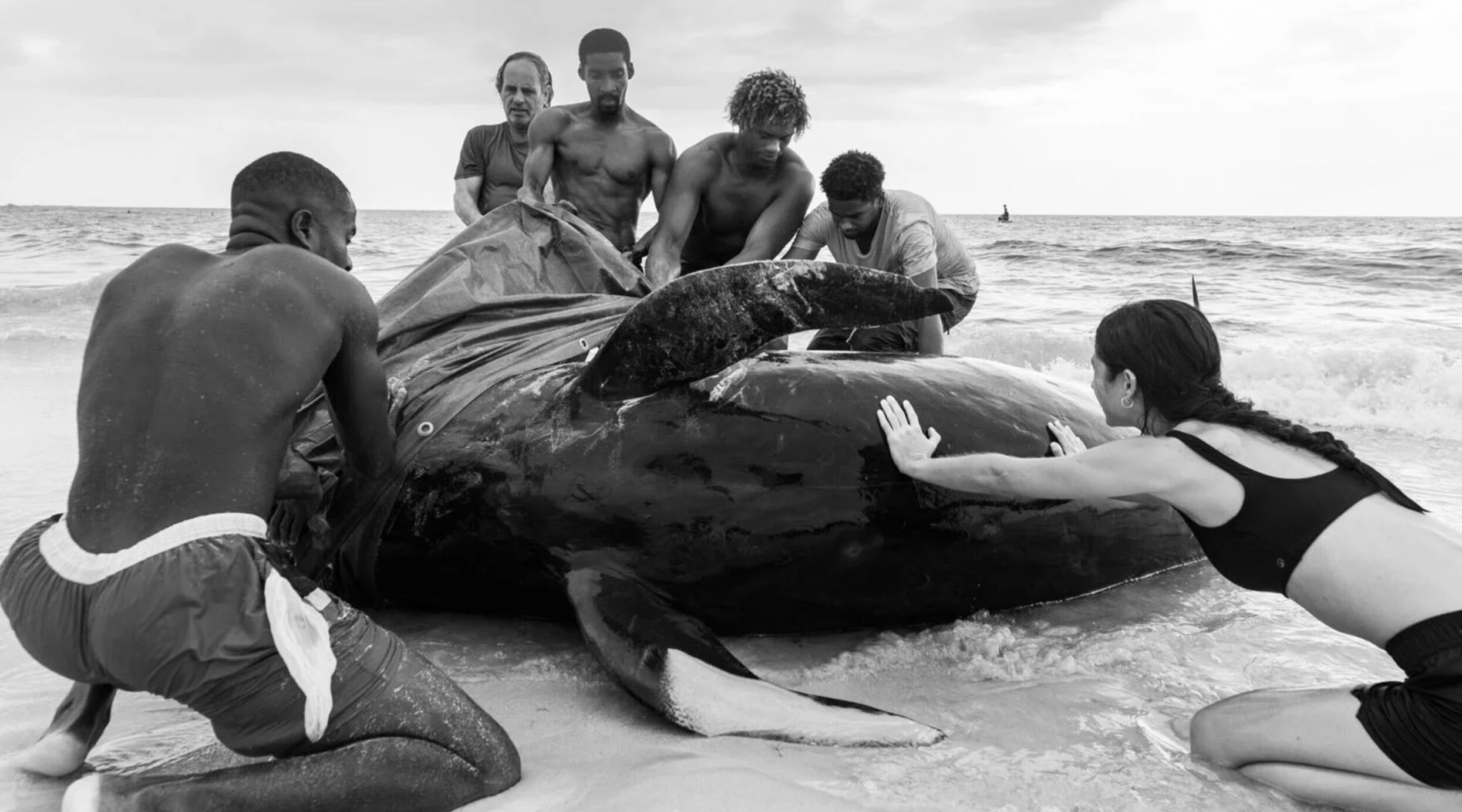 A group of volunteers try to push a stranded pilot whale back into the ocean