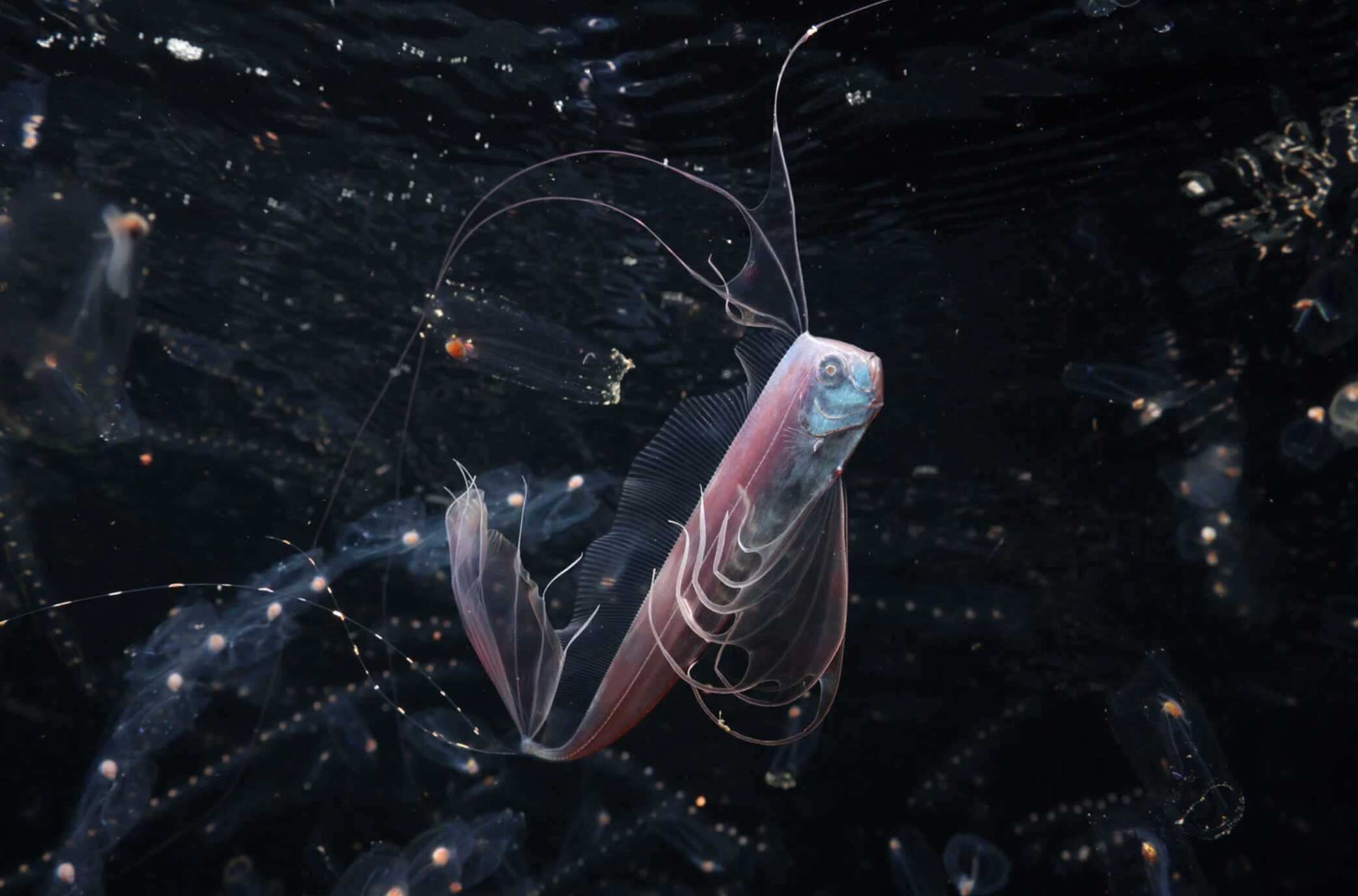 A close up portrait of an iridescent ribbonfish 