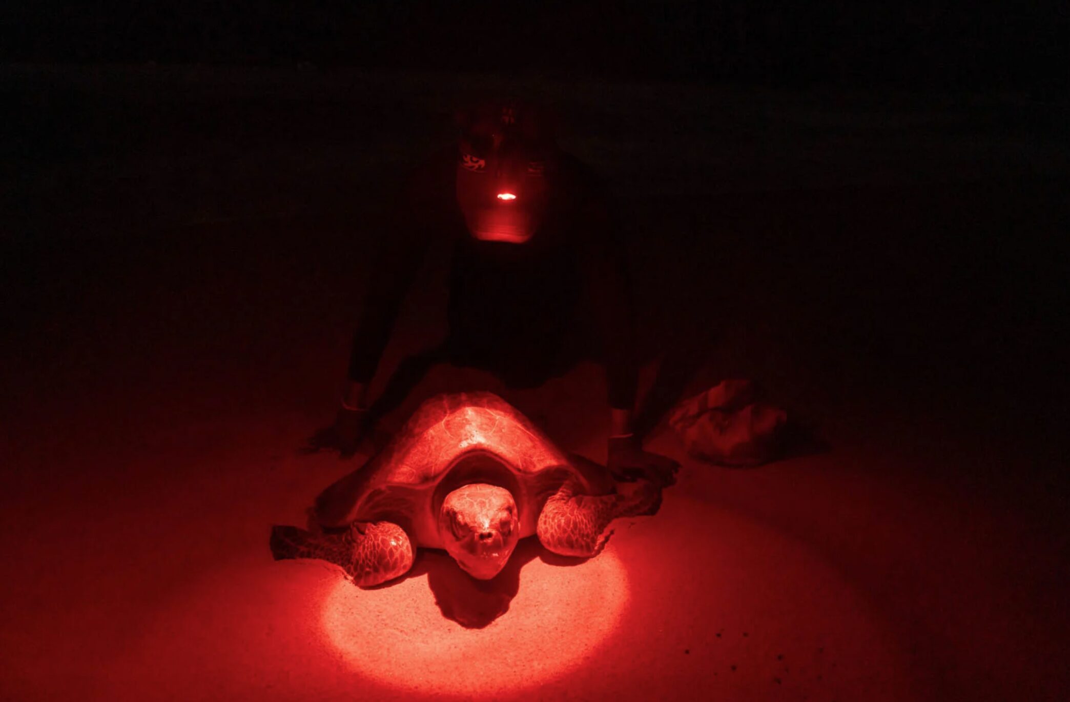 A conservationist watches over a sea turtle on the beach at night. 