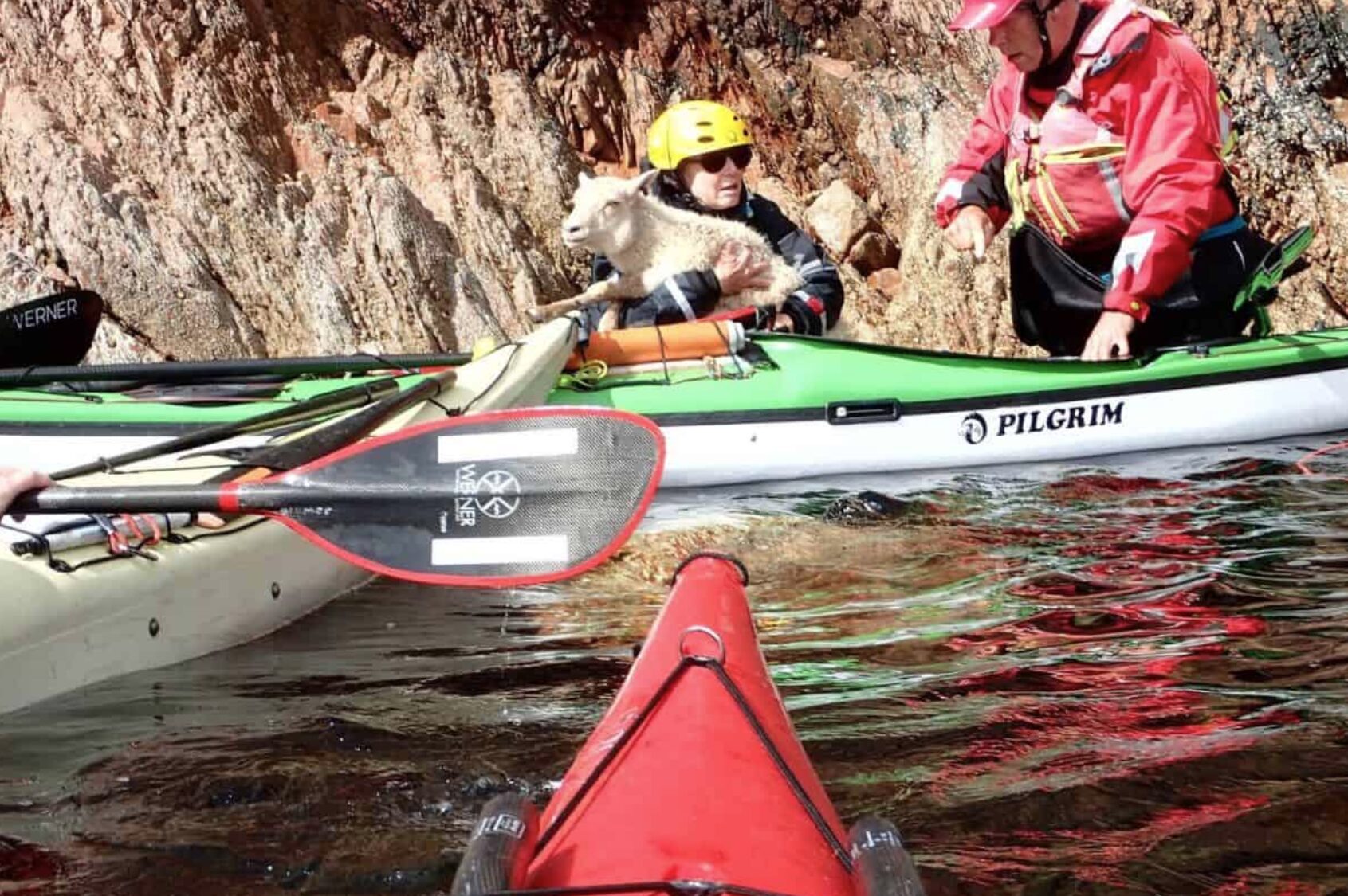 The group of kayakers paddle the rescued sheep to a safe drop-off point. Photo: Sea Kayak Shetland, Facebook