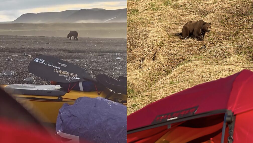 brown bears in camp