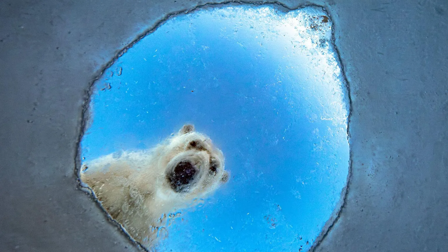 A curious polar bear looking down into the water