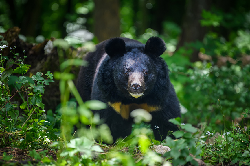 frontal view of Asian black bear