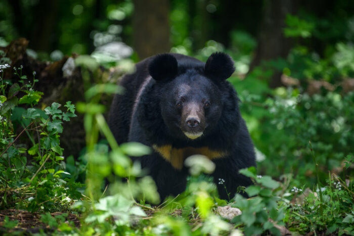 Japan Culls 14,000 Bears After Sharp Rise in Attacks » Explorersweb