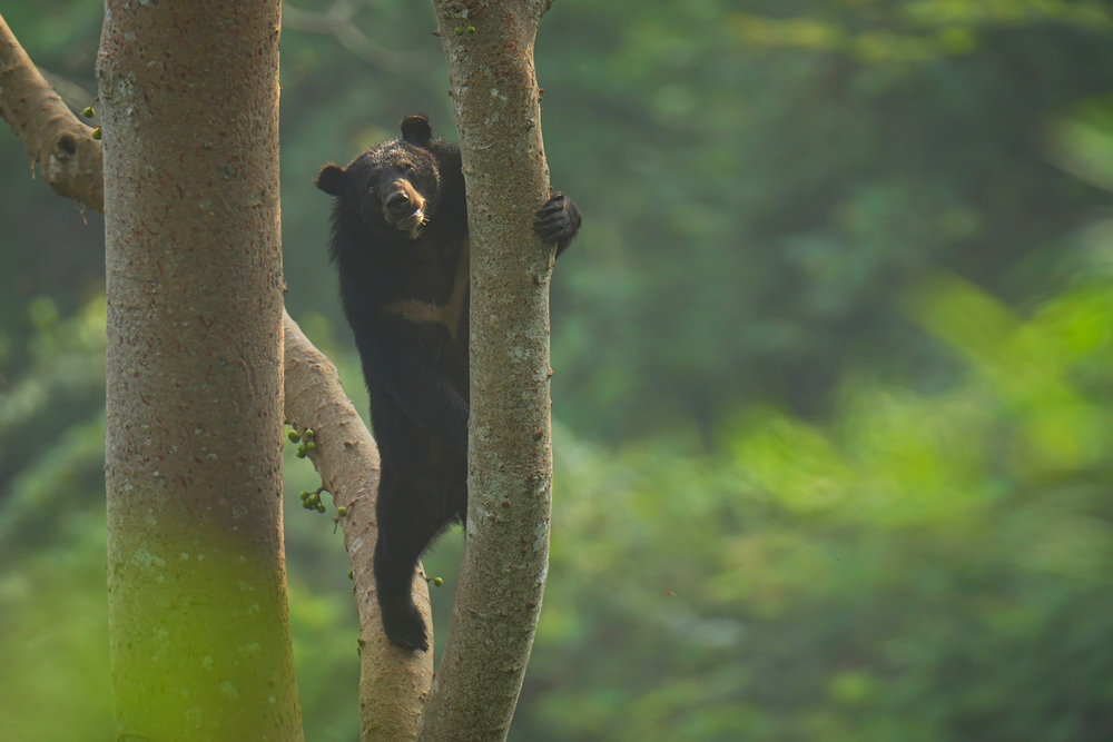 An Asian black bear in a tree