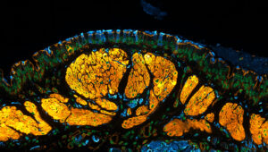 microphoto image of mouse part